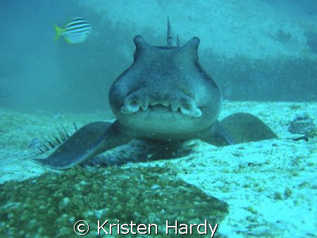  a Port Jackson Shark poses for the camera. So cute. My w... by Kristen Hardy 