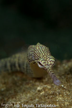Ringed Pipefish, Captured at La Rascasse House Reef, Mana... by Teguh Tirtaputra 