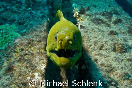 Green Moray eel on the wreck of the Sea Emperor in S. Flo... by Michael Schlenk 
