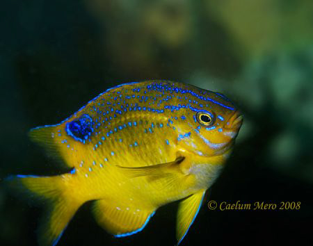 This beautiful fish was photographed in the temperate wat... by Cal Mero 