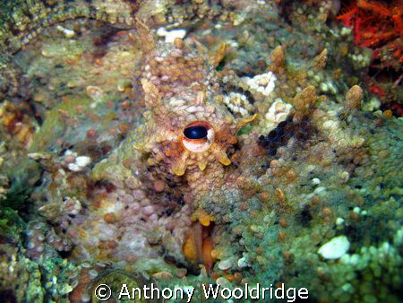 An octopus photographed at Bell Bouy reef in Port Elizabe... by Anthony Wooldridge 