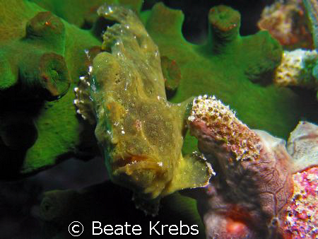 That guy was not bigger than my thumb ! Frogfish at Eden'... by Beate Krebs 