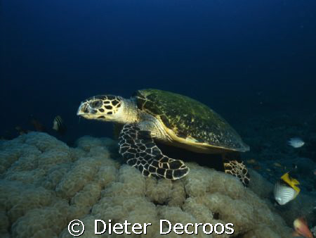Eating turtle by Dieter Decroos 