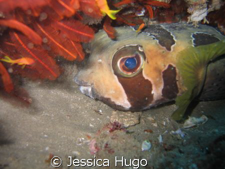 Puffer Fish by Jessica Hugo 