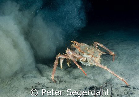 "Silt attack!"
Lithodes maja - Northern stone crab (Deep... by Peter Segerdahl 