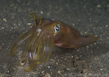 Big fin reef squid. Lembeh straits. D200, 60mm. by Derek Haslam 