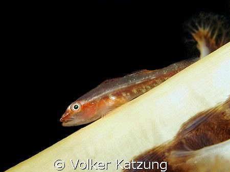 Goby on a sea pen by Volker Katzung 