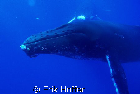 humpback whale by Erik Hoffer 