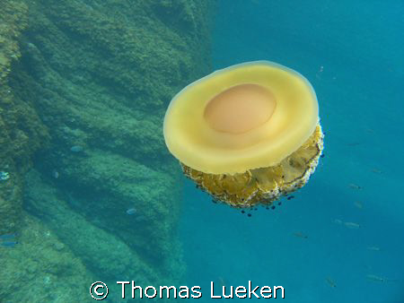 egg medusa - Estartit, C5060 by Thomas Lueken 
