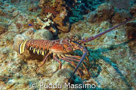 big lobster,nikon d2x 12-24mm by Puddu Massimo 