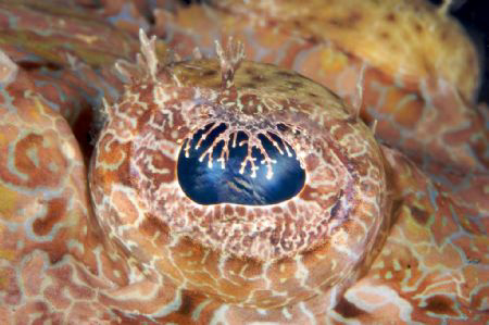 Crocodile Fish Eye, taken at Tufi Dive Resort PNG by Terry Moore 