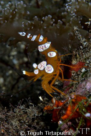 Squat Anemone Shrimp, taken at Manado, Indonesia by Teguh Tirtaputra 