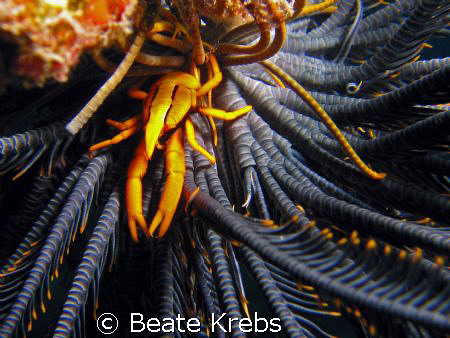 Commensal Squat Lobster on a feather star , canon S70 wit... by Beate Krebs 