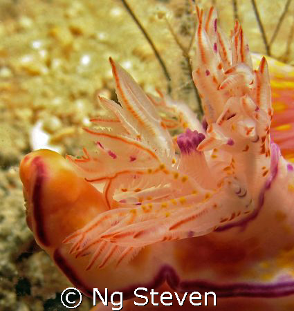 Nudi's back. Canon A640 by Ng Steven 
