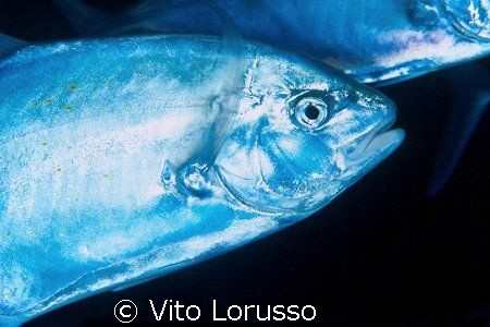 Fish - Carangoides fulvoguttatus by Vito Lorusso 