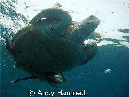 Turtle from the bottom by Andy Hamnett 