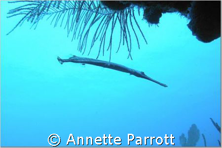 Trumpetfish
Silhouette by Annette Parrott 