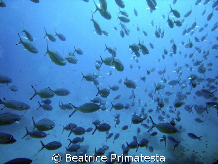 Fishes...! (Caesio sp) by Beatrice Primatesta 