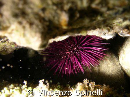 violet sea urchin in the Sicily channel, south Italy
 by Vincenzo Spinelli 