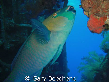 Parrot Fish having dinner by Gary Beecheno 