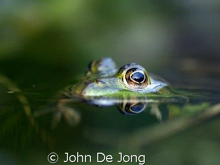 These picture of the frog I made in my own garden. It too... by John De Jong 