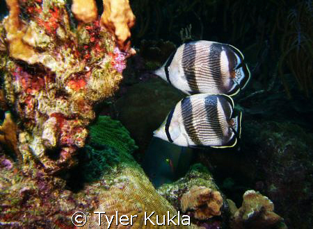 Two Banded Butterfly fish swimming in unison by Tyler Kukla 