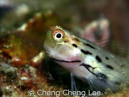 Goby by Cheng Cheng Lee 