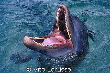 Dolphin by Vito Lorusso 