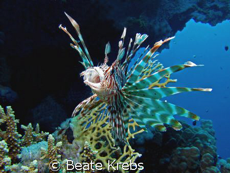Lionfish yawns during  my early morning dive, canon S70 w... by Beate Krebs 