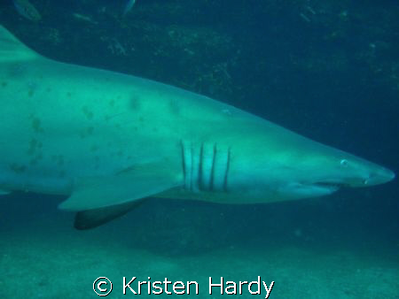 Grey Nurse shark cruises by at Magic point. sydney. by Kristen Hardy 