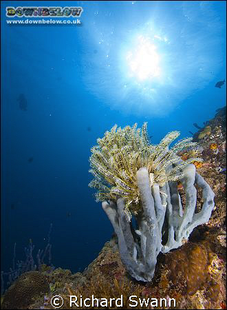 Corals and Sun "nice" ! Lankayan Sabah Borneo Nikon D2x 1... by Richard Swann 