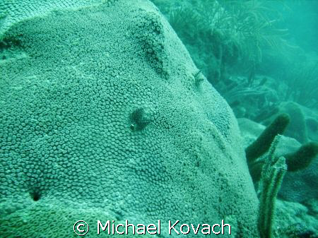 Christmas Tree worms on the coral on the inside reef at L... by Michael Kovach 