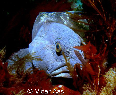 A wolf fish from Saltstraumen .That is north of the polar... by Vidar Aas 