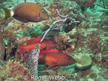Moray and friends by Roger Webb 