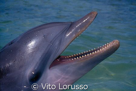 Dolphin by Vito Lorusso 