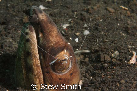 350D 60mm macro ys90 strobes

snake eel being cleaned b... by Stew Smith 