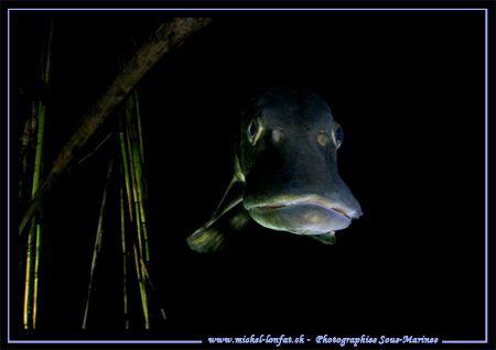 Face to face with this beautiful Pike Fish - during a nig... by Michel Lonfat 