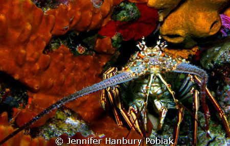 Caribbean Lobster on Tormentos Reef in Cozumel, Mexico. by Jennifer Hanbury Pobiak 