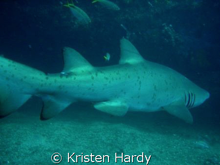 Grey nurse shark at magic point Syndey. May 08 by Kristen Hardy 