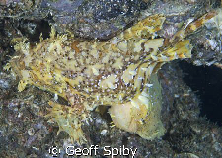 a pair of mating Sargassum frogfish taken under the jetty... by Geoff Spiby 