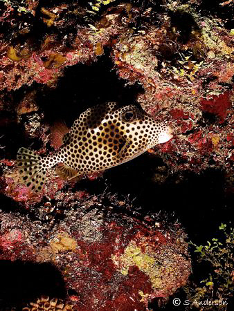 This photo of a Spottted Trunkfish was taken in Roatan. T... by Steven Anderson 