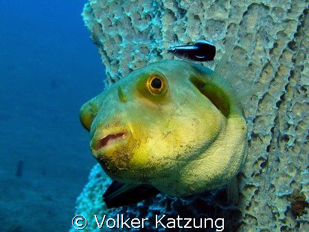 Puffer with cleaner wrasse by Volker Katzung 