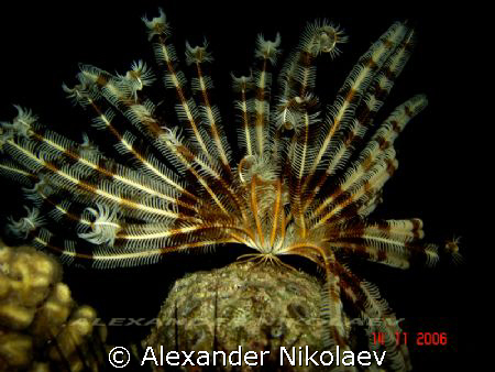 Crinoid star-fish. Night dive. Gulf of Aqaba, Coral Bay, ... by Alexander Nikolaev 