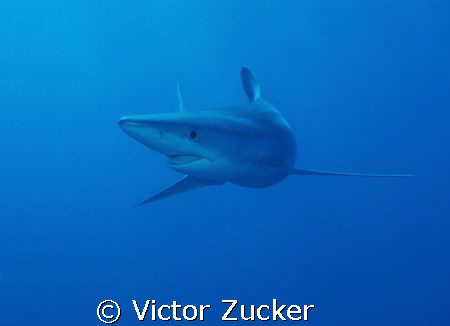 blue shark by Victor Zucker 