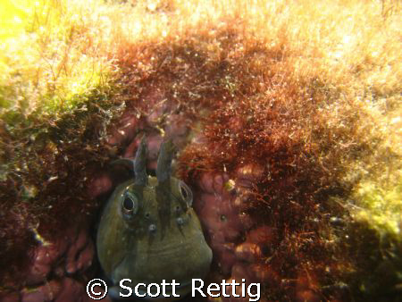 Tidepool Blenny.   Was difficult to get him framed up bet... by Scott Rettig 