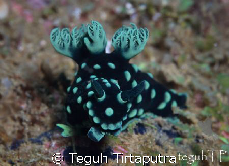Nembrotha cristata, found at abot 10 meters deep off Sang... by Teguh Tirtaputra 