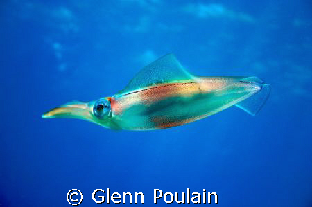 Squid...a fairly rare sighting in Hawaii. Shot this a.m S... by Glenn Poulain 