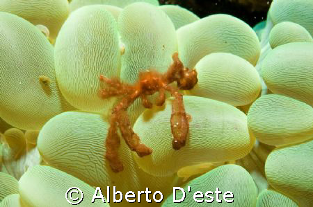 Orangutans Crab in Puerto Galera by Alberto D'este 
