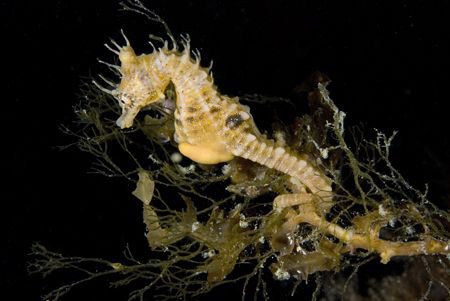 A short headed seahorse blowing in the current. Photograp... by Cal Mero 