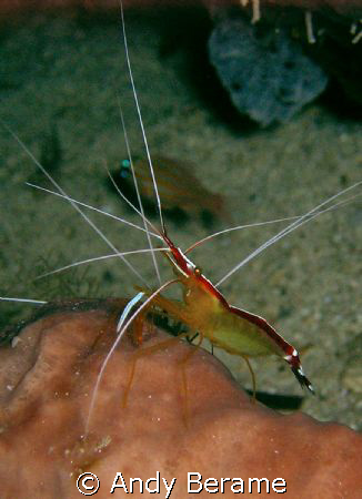a cleaner shrimp at talima marine sanctuary, Olango islan... by Andy Berame 